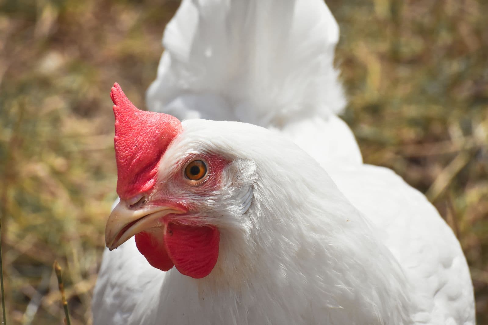 Photo attached to the health case: a white broiler chicken